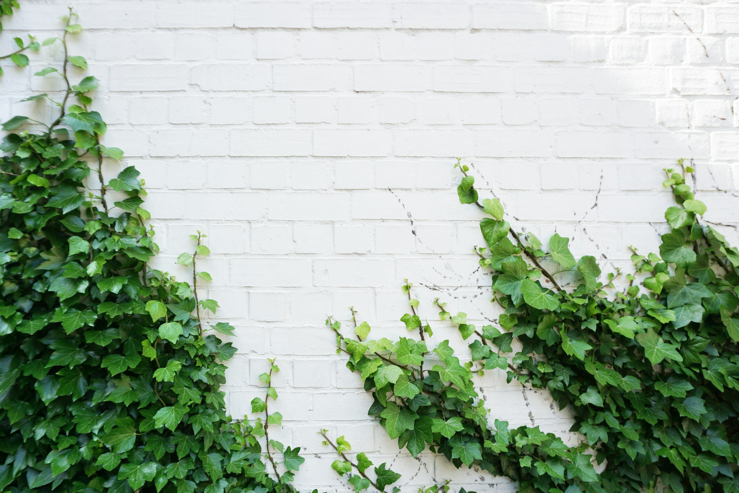 unsplash-image-OAlYImdG1IQ.jpg