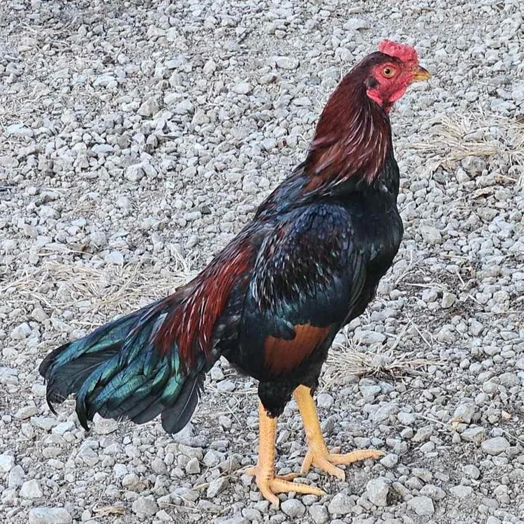 Understanding Black Breasted Red and Wheaten Poultry Color Genetics in ...