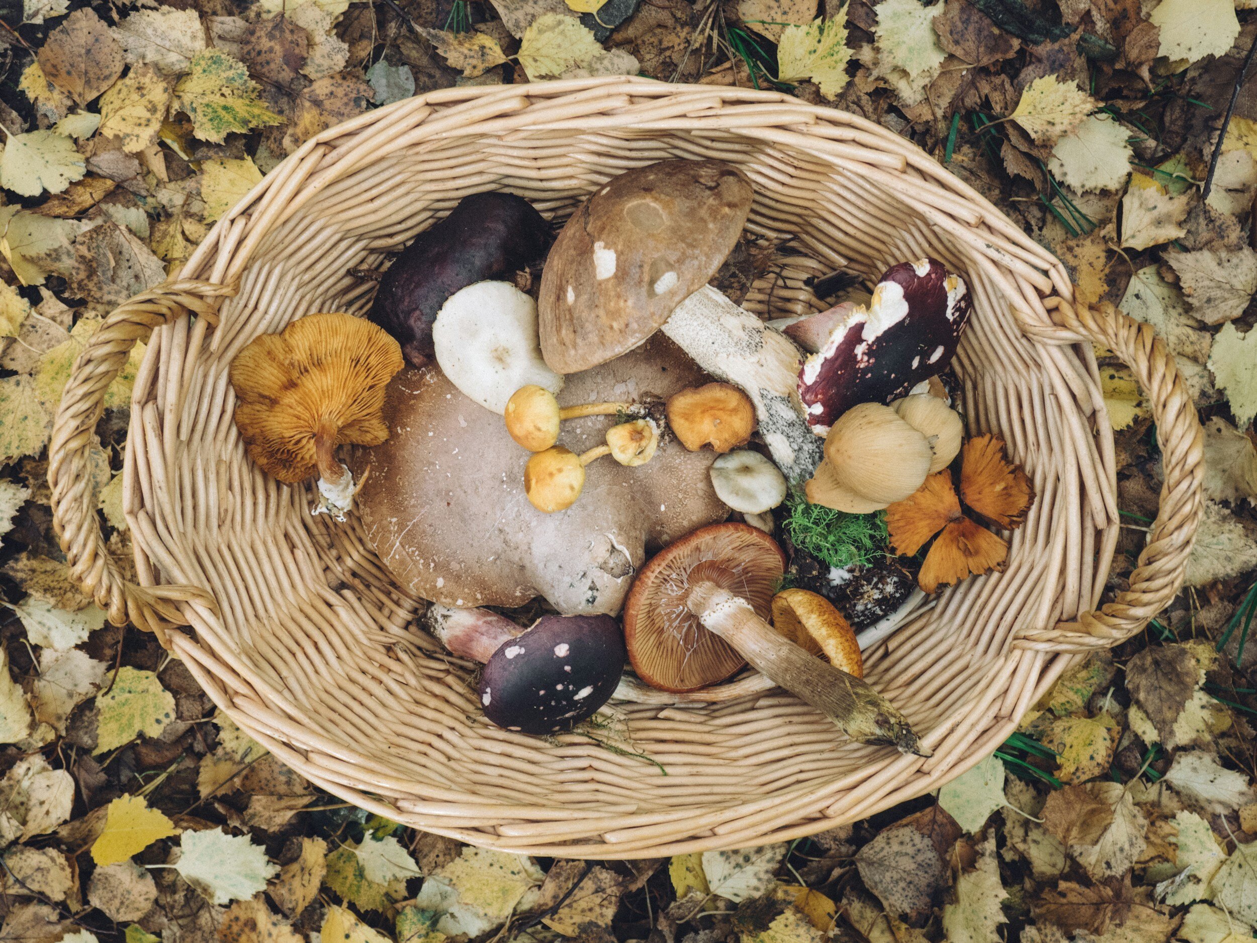 Ethics of Mushroom Foraging