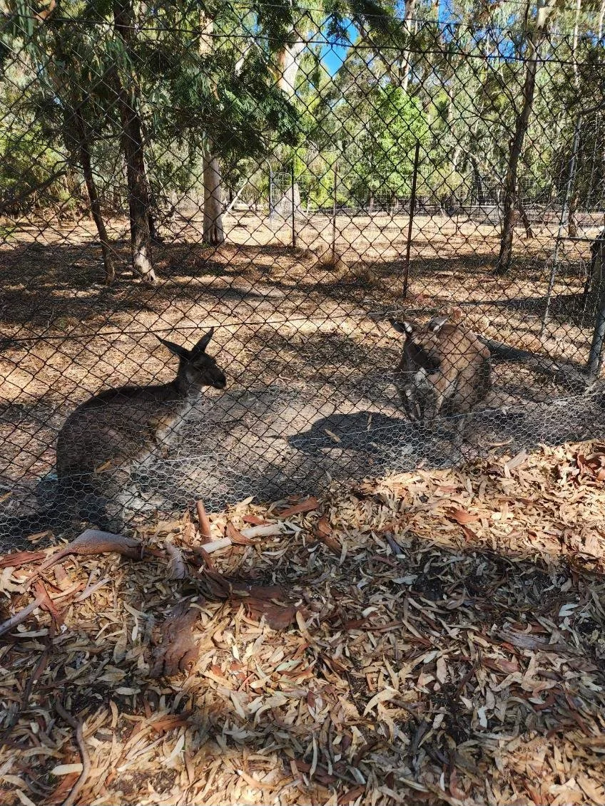 Woodstock Kangaroos.jpg