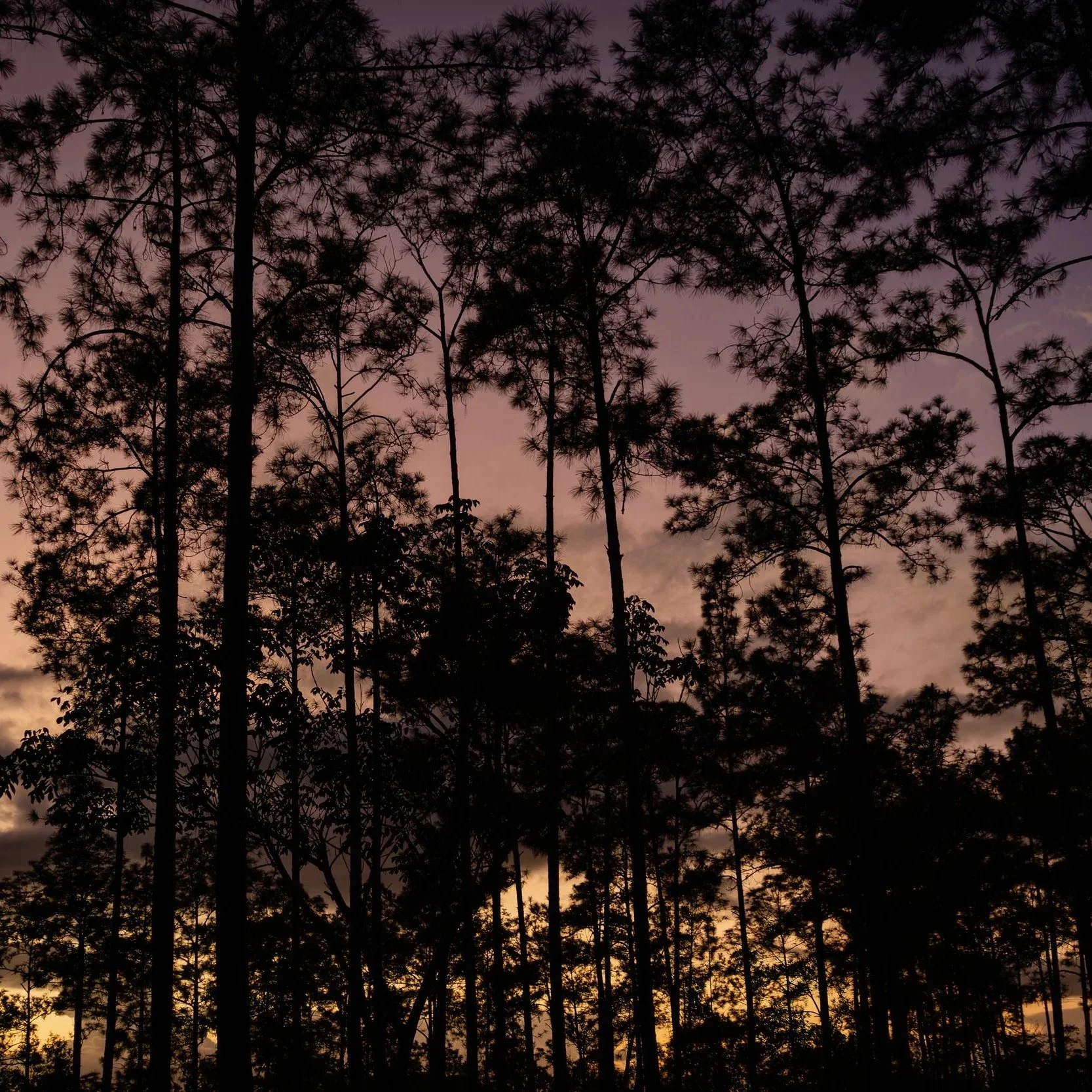 Amidst tall corn, a woman in red pauses, with rugged limestone faces of distant mountains rising behind her.