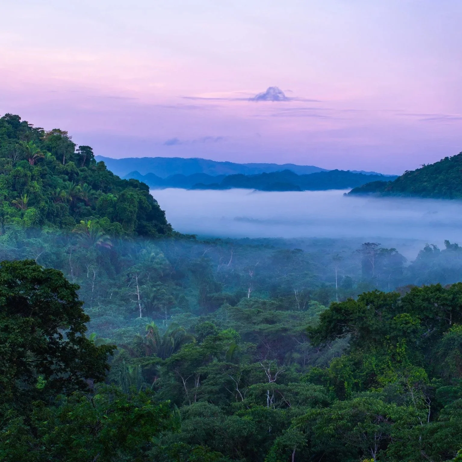 Lush green tropical rainforest with fog rolling over it and distant mountain ranges under a pink and purple sky.
