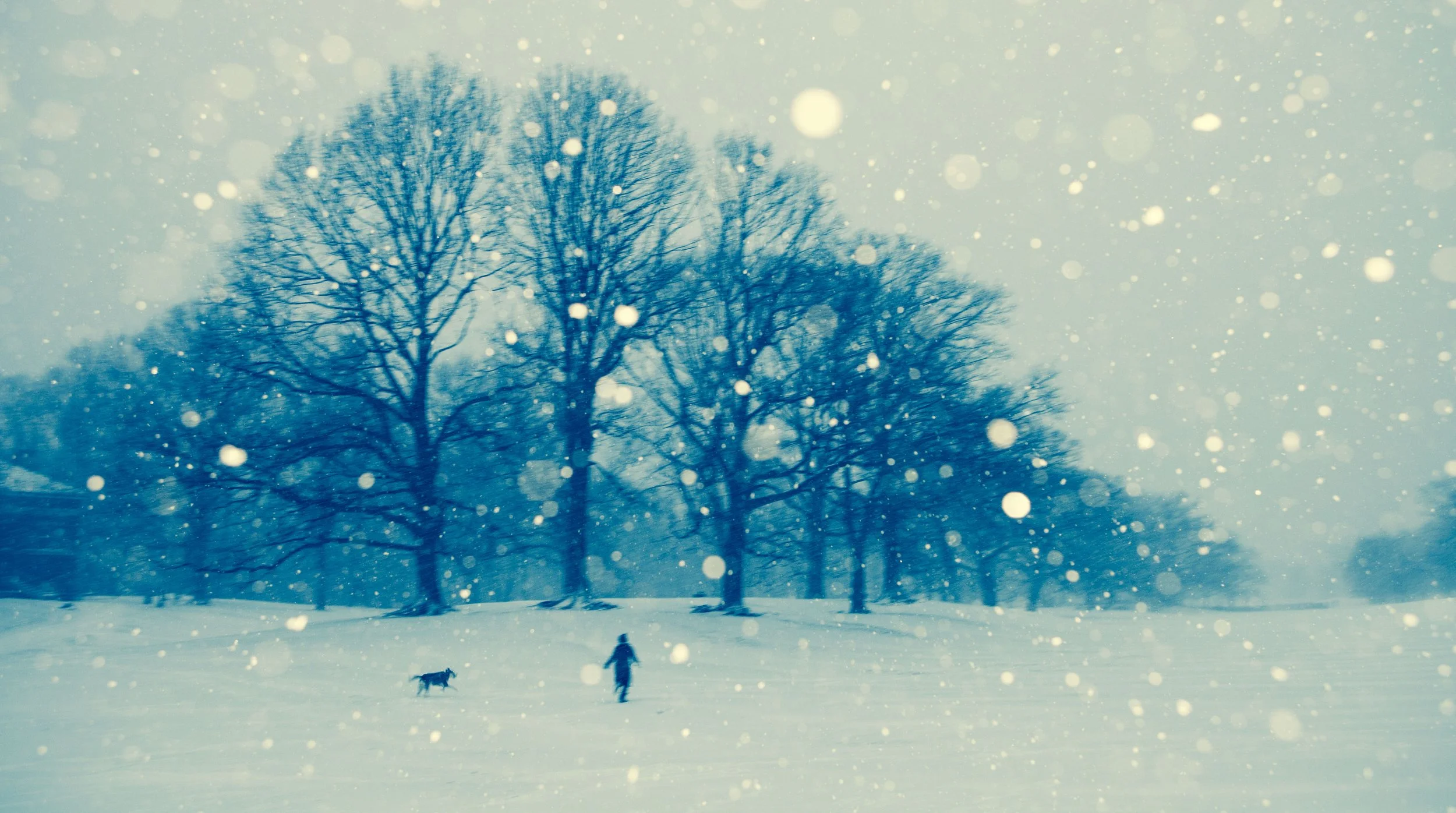 Person walking with a dog in a snowy landscape with large trees and falling snow.