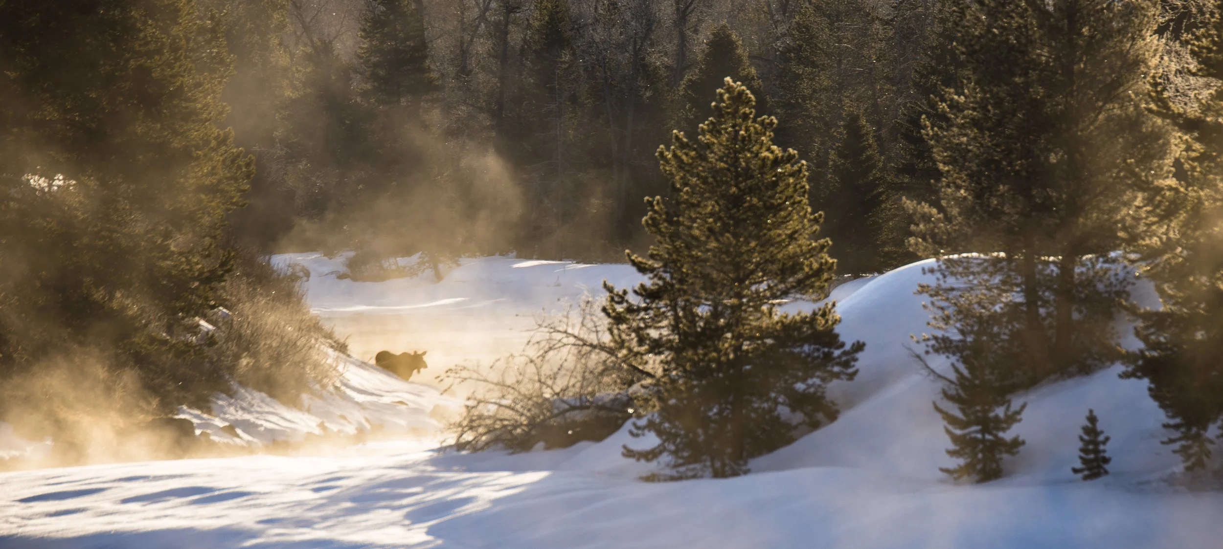 Winter landscape with snow-covered trees and a moose in the distance, surrounded by mist and sunlight.