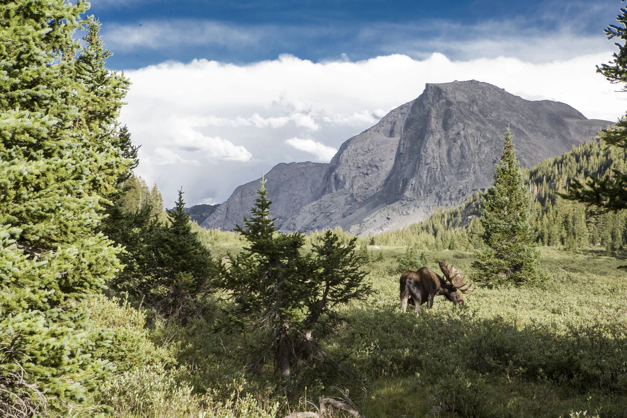 Moose grazing in a forest meadow with mountains in the background, tall evergreen trees surrounding, under a partly cloudy sky.