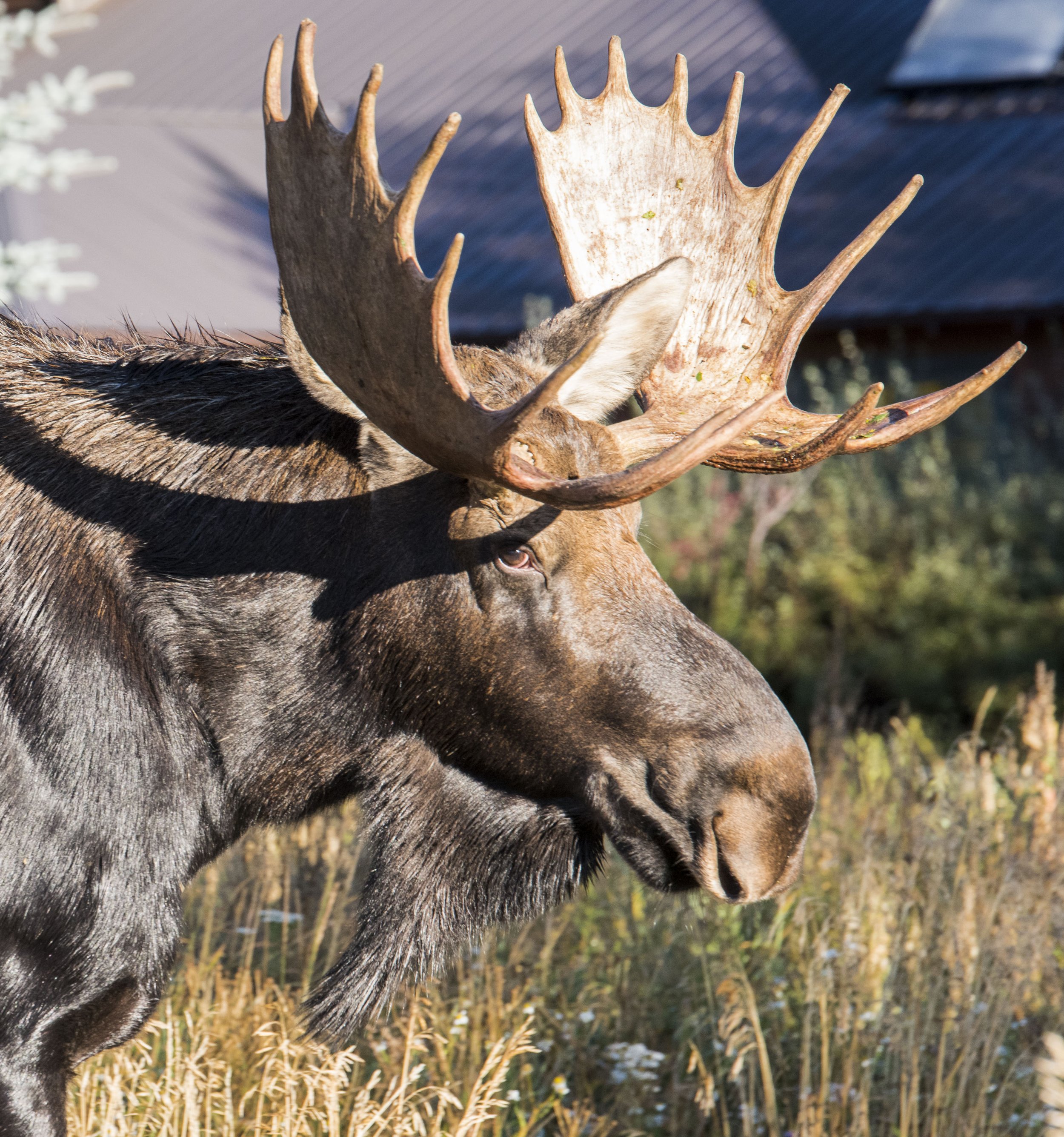 Close-up of a moose with large antlers in a natural outdoor setting.