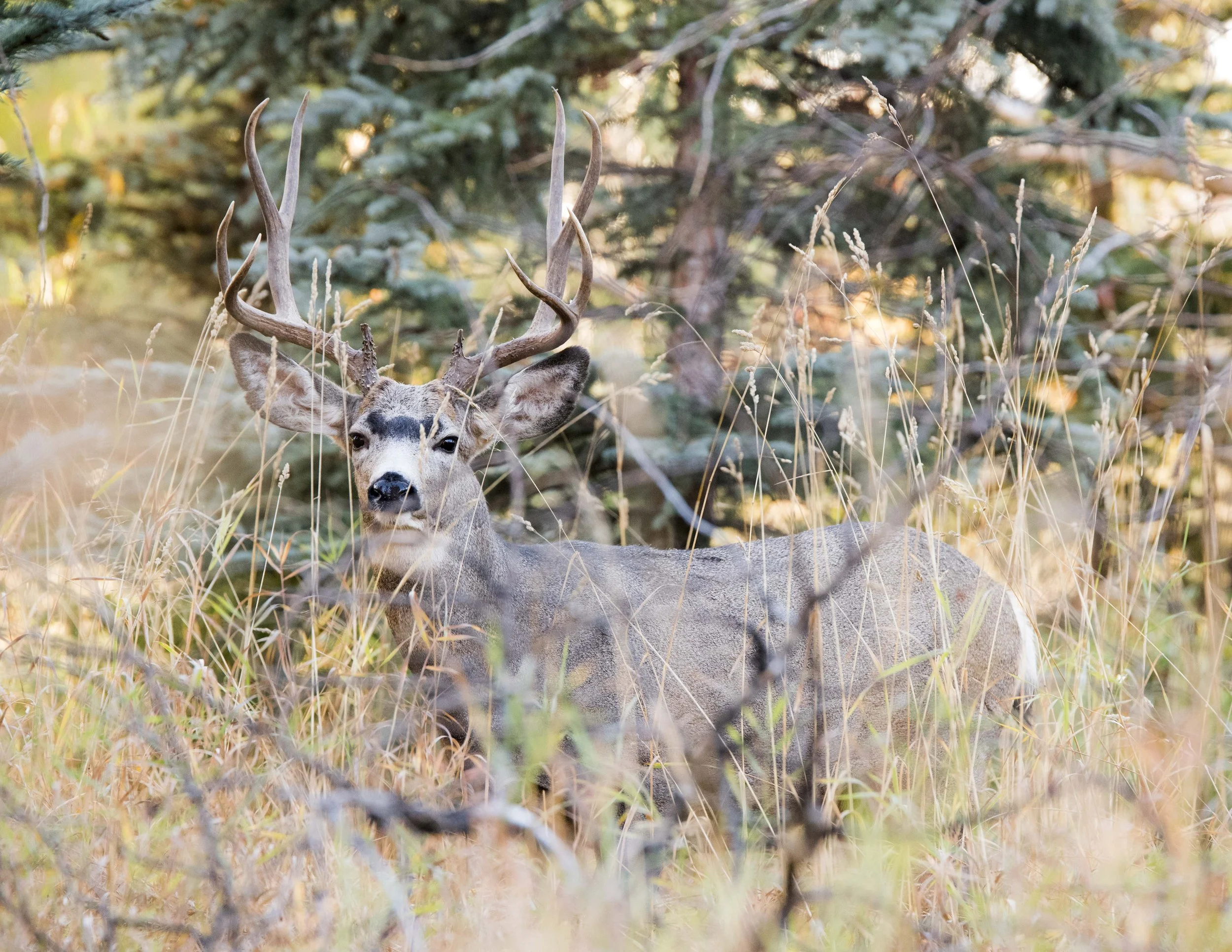 Mule deer with antlers standing in tall grass in a forested area.