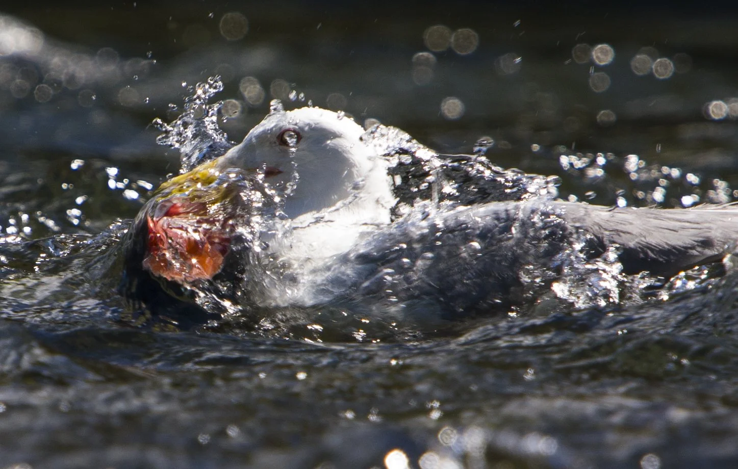 Seagull catching a fish while splashing in water