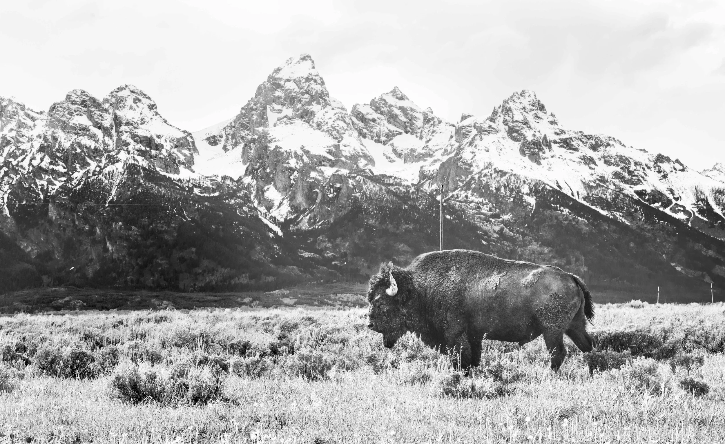 Bison in front of snow-capped mountains in black and white.