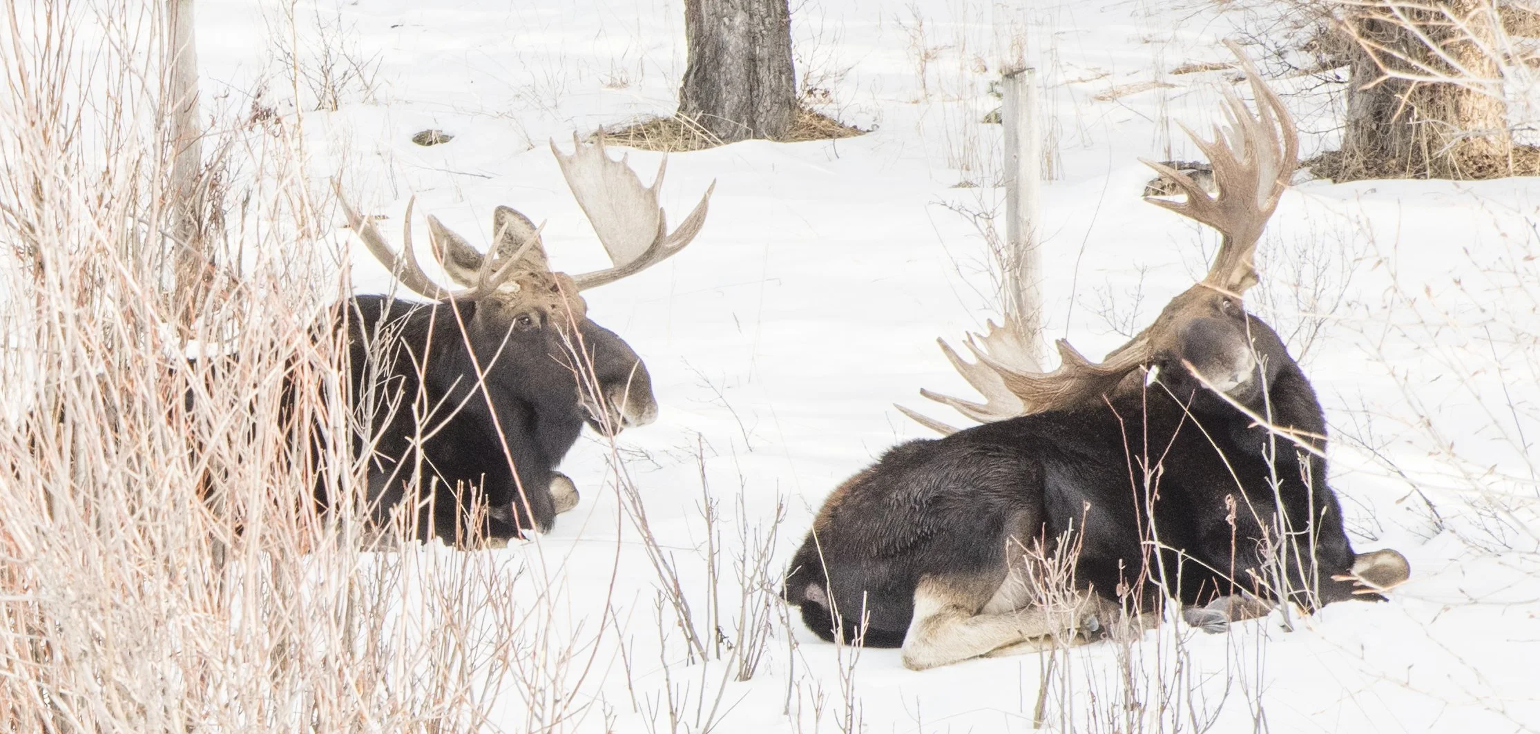 Two moose with large antlers lying in the snow among bare shrubs and trees.