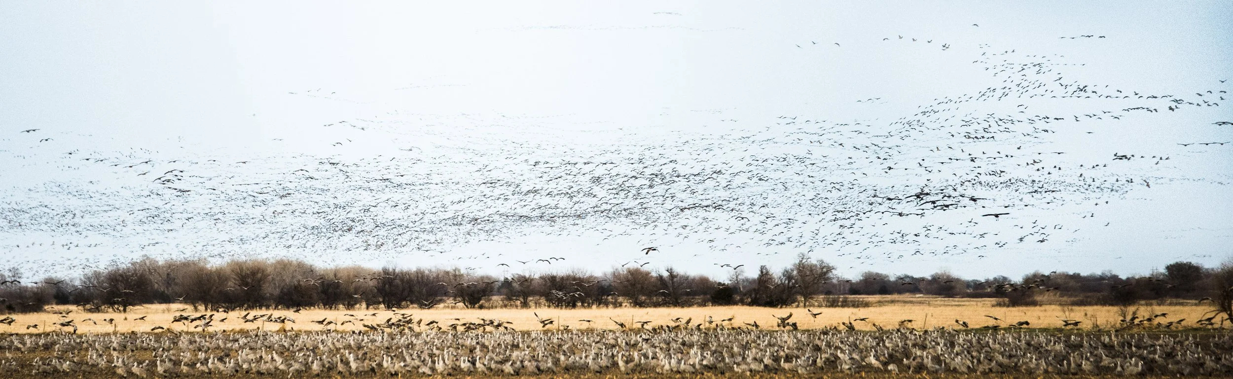 Large flock of birds flying and resting in an open field with trees in the background.