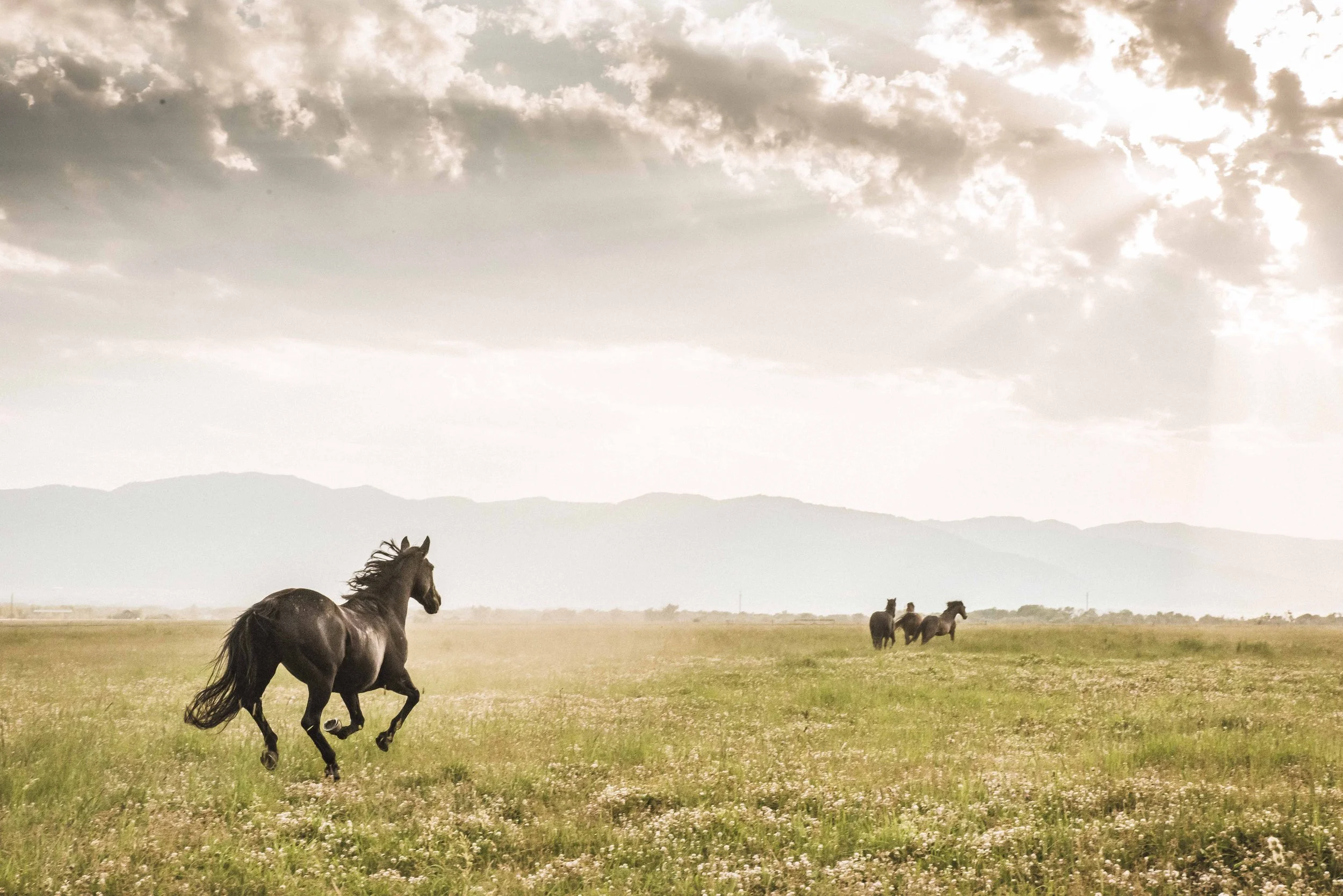 A black horse running on a grassy field with a backdrop of mountains and cloudy sky.