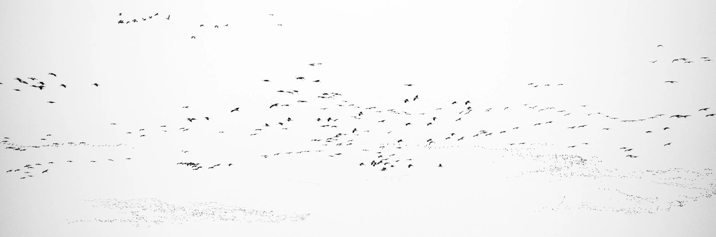 Large flock of birds flying in the sky against a white background.
