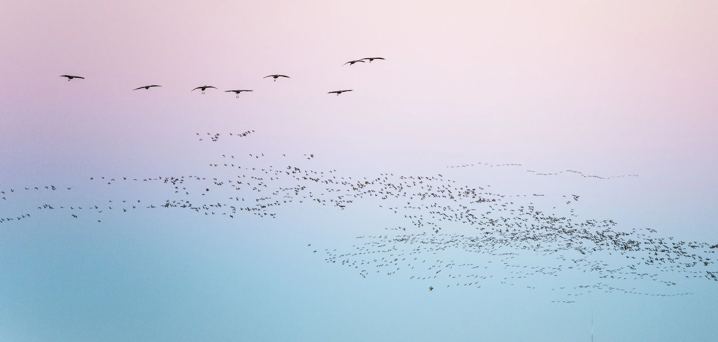 Large flock of birds flying in a pink and blue sky