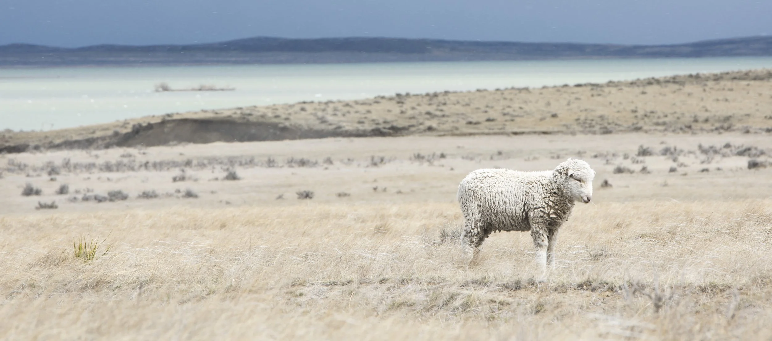 A sheep standing in a dry, grassy landscape near a lake under a cloudy sky.