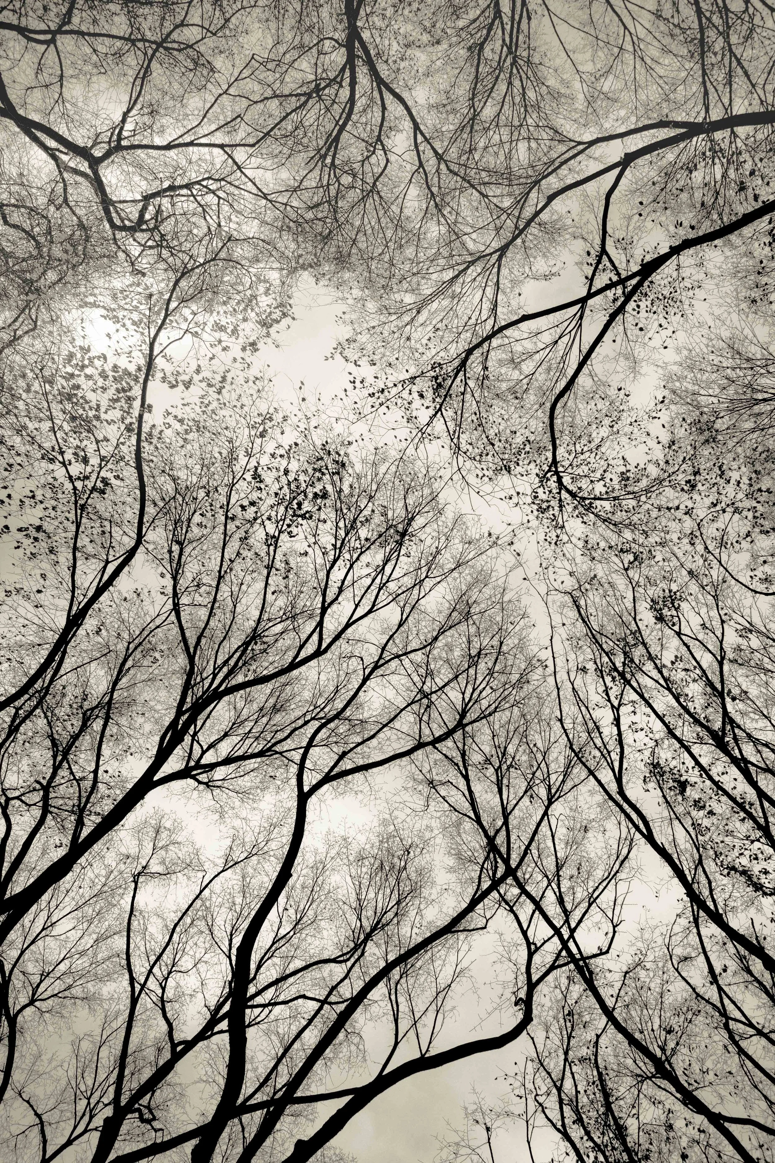 Looking up at bare tree branches against a cloudy sky in monochrome.