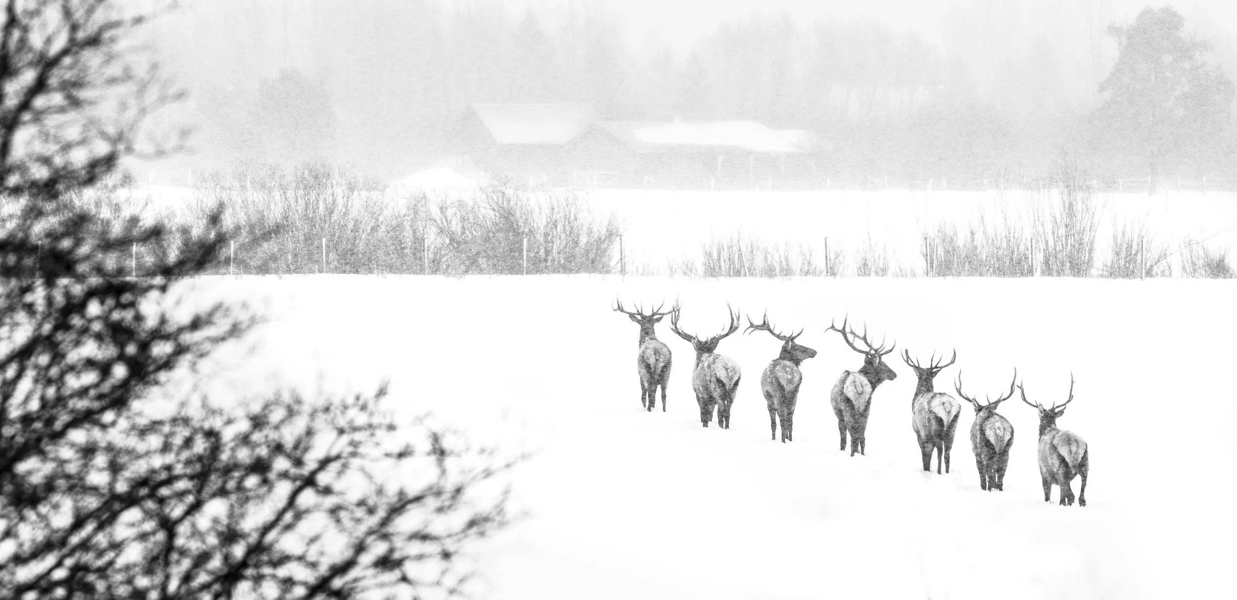 A group of elk walking through a snowy landscape in winter, with trees and a building visible in the background.