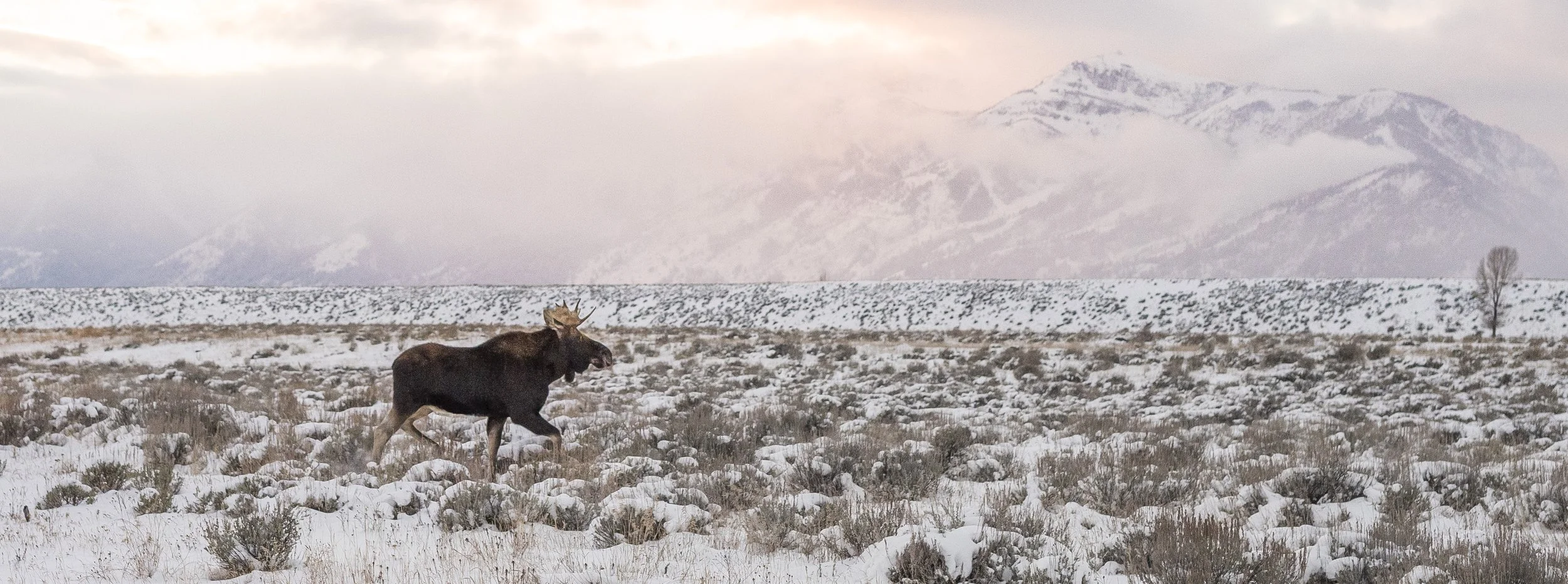 A moose walking in a snowy field against a mountainous backdrop.