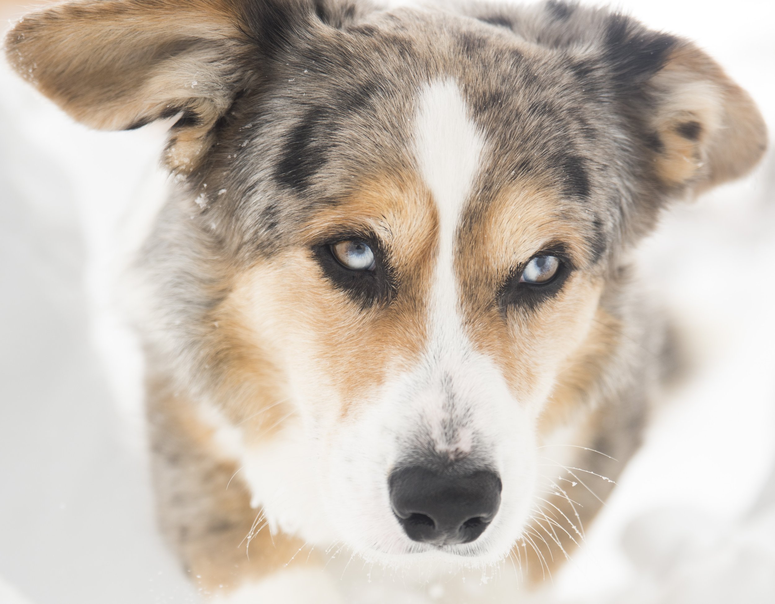 Close-up of a dog with blue eyes and a white stripe on its face, standing in snow.