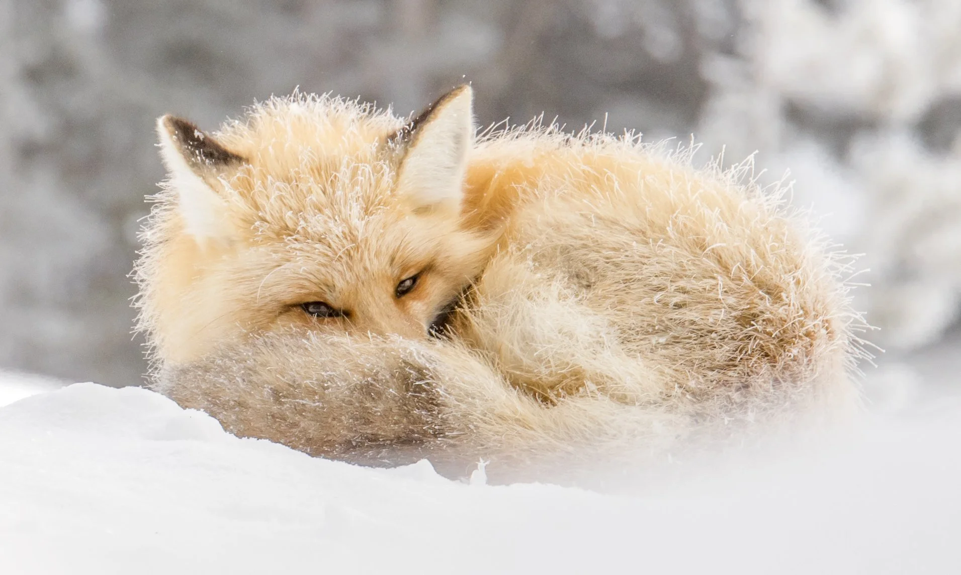Red fox curled up in the snow, with frosty fur visible.