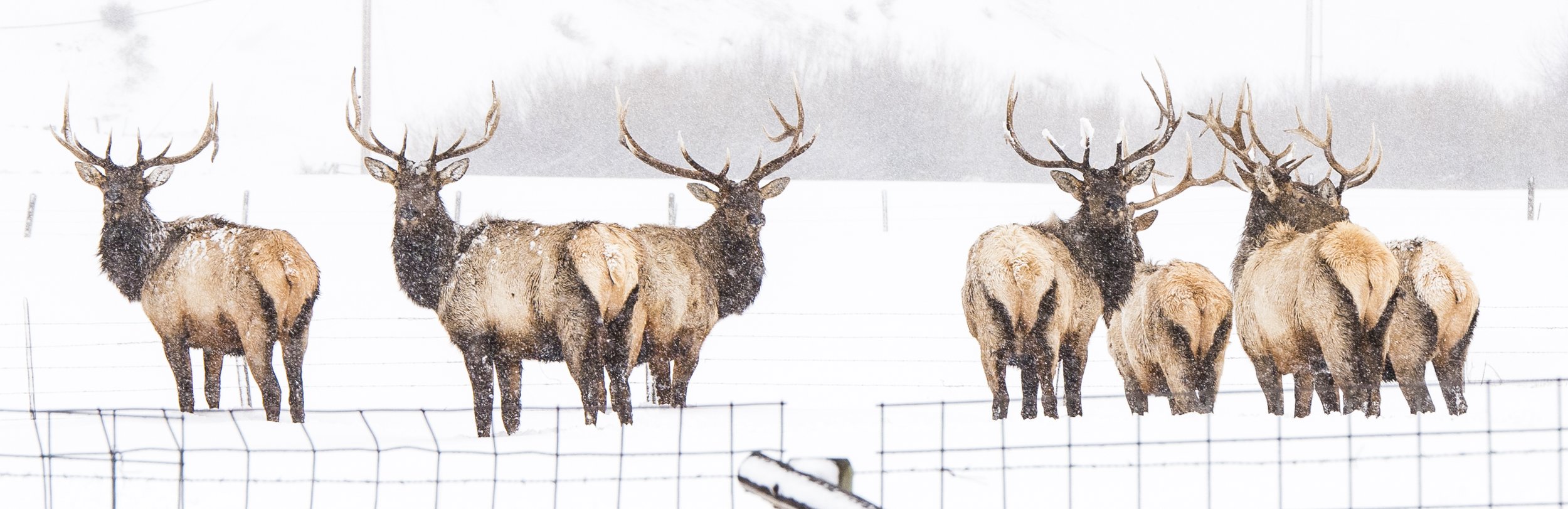 A group of elk standing in a snowy field behind a wire fence.
