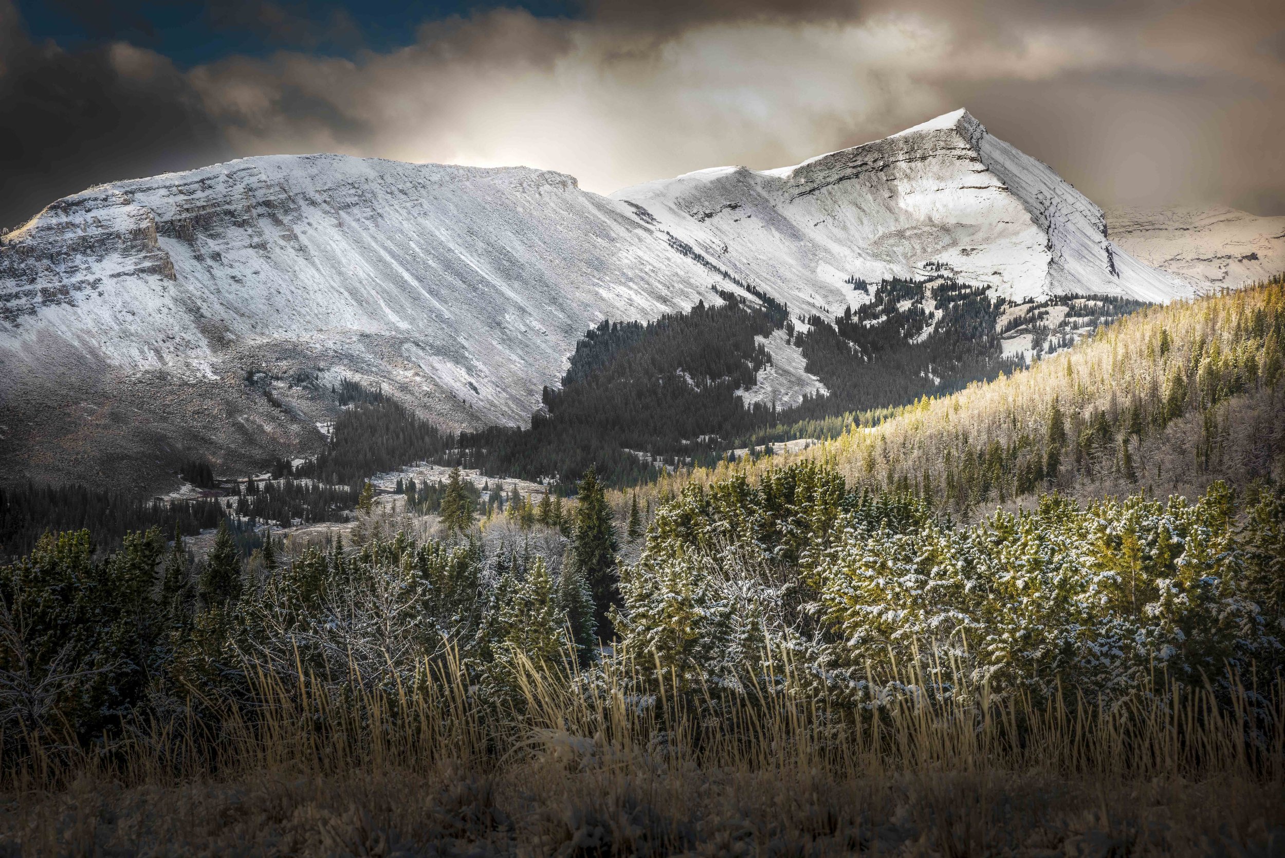 Snow-capped mountains under cloudy skies with pine trees in the foreground.