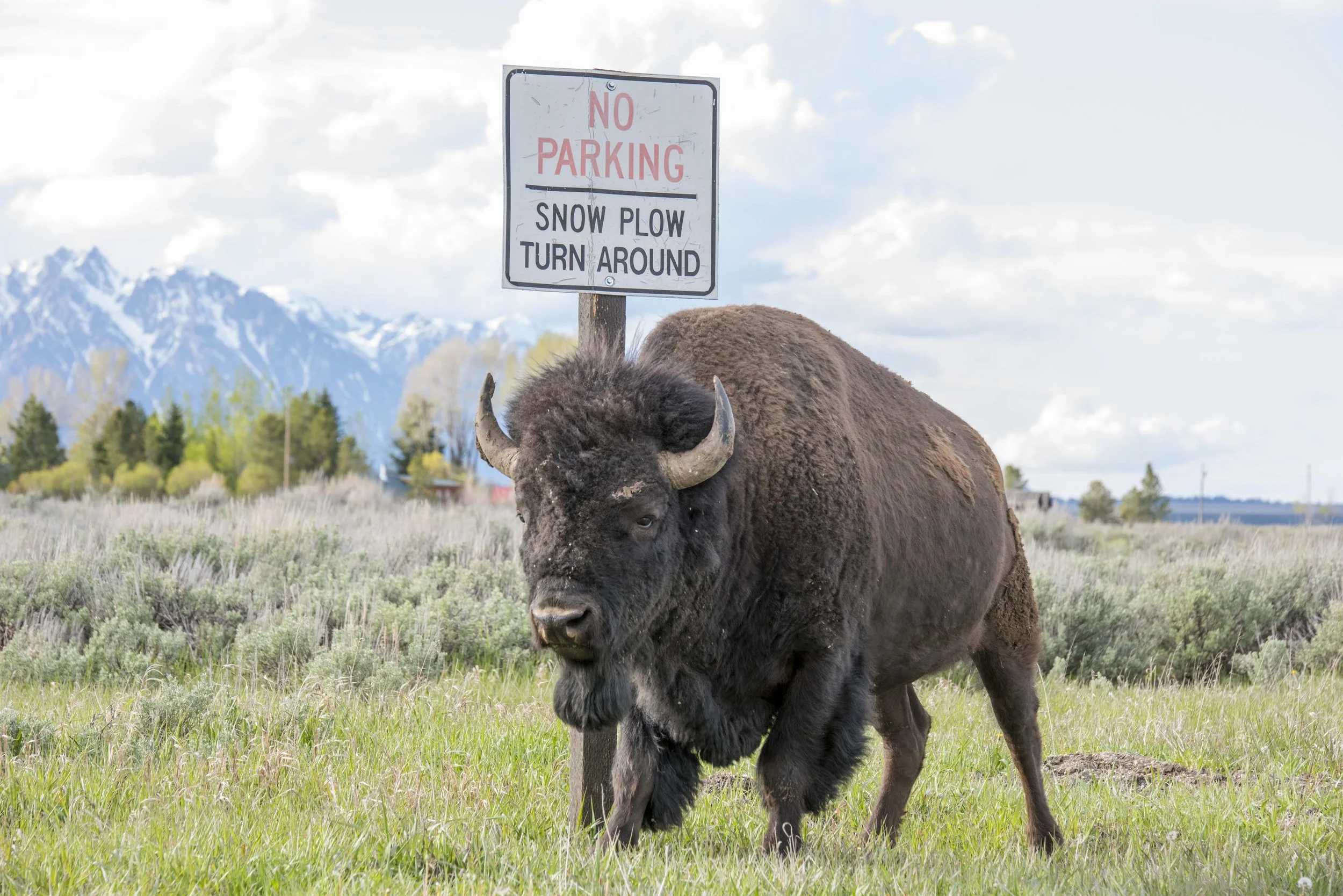 A bison standing near a "No Parking Snow Plow Turn Around" sign with a mountainous landscape in the background.