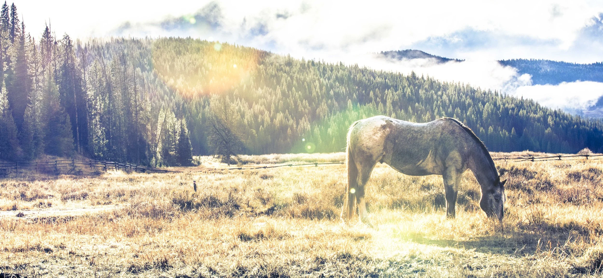 A horse grazing in a sunlit meadow with a forested hillside in the background.