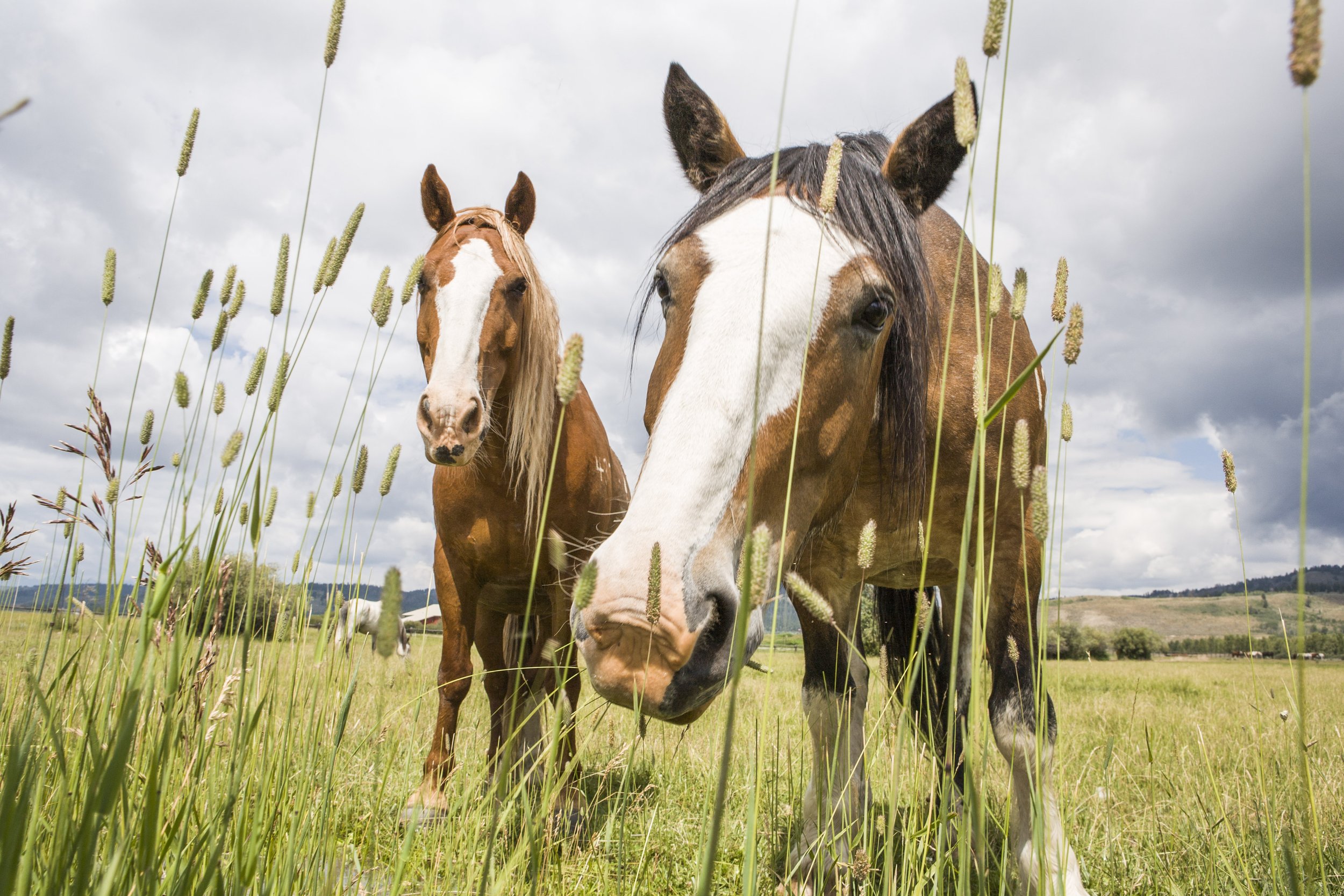 Two horses in a field with tall grass and cloudy sky.