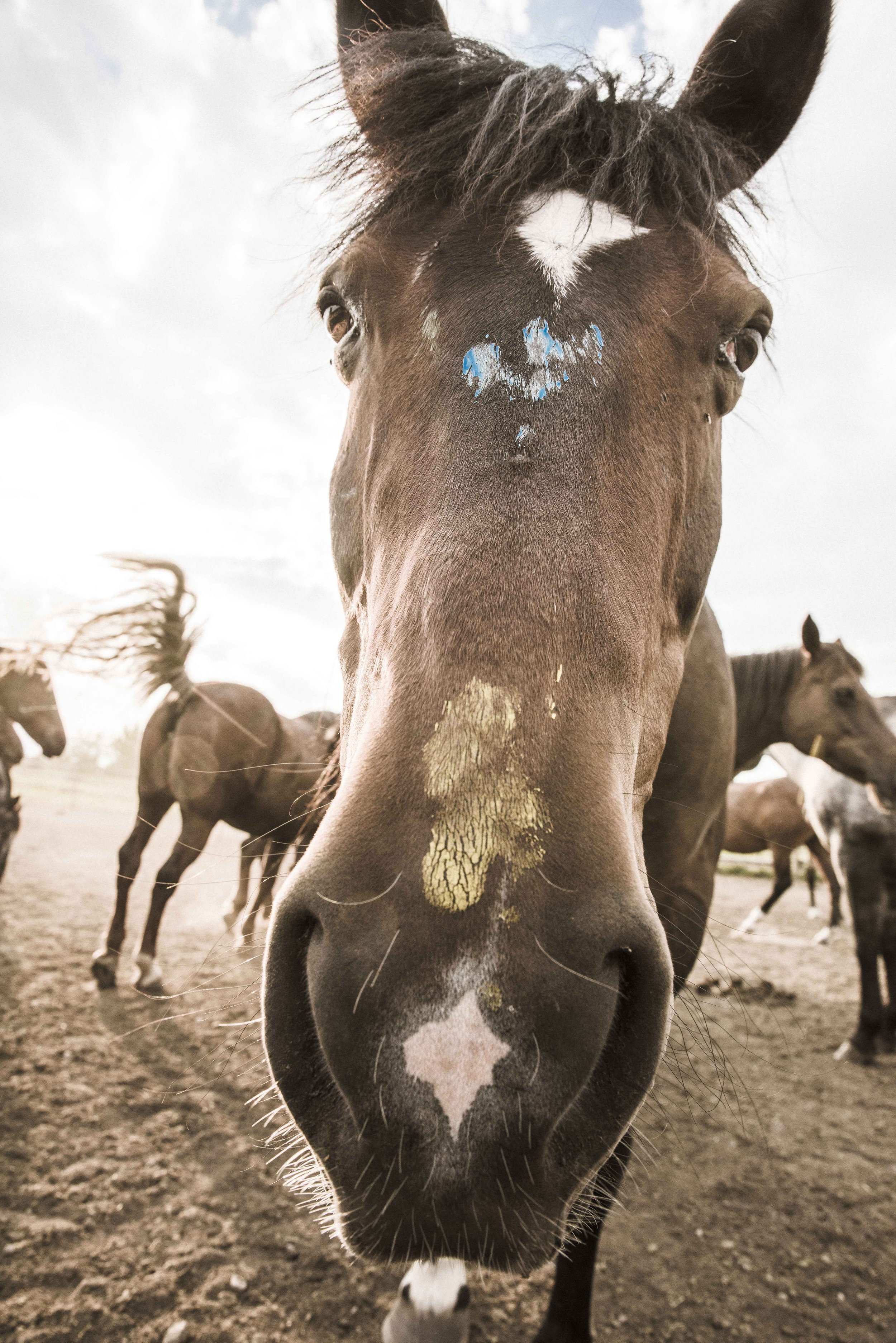 Close-up of a brown horse's face with paint marks and other horses in the background.
