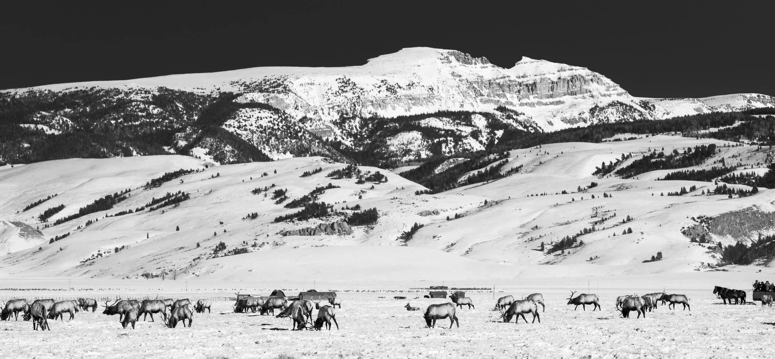 Herd of elk grazing in a snowy mountain landscape, black and white photo.