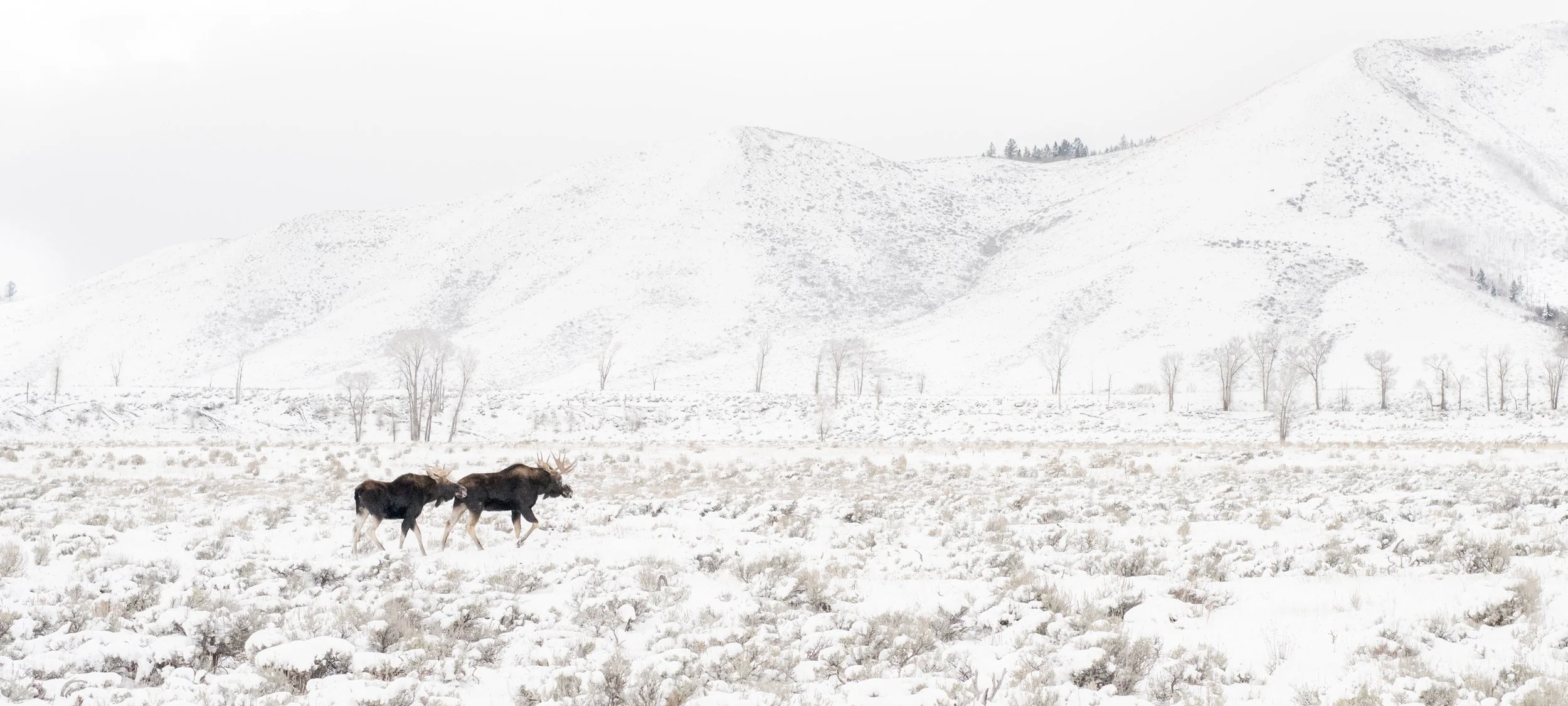 Two moose walking through a snow-covered landscape with distant mountains and sparse trees.