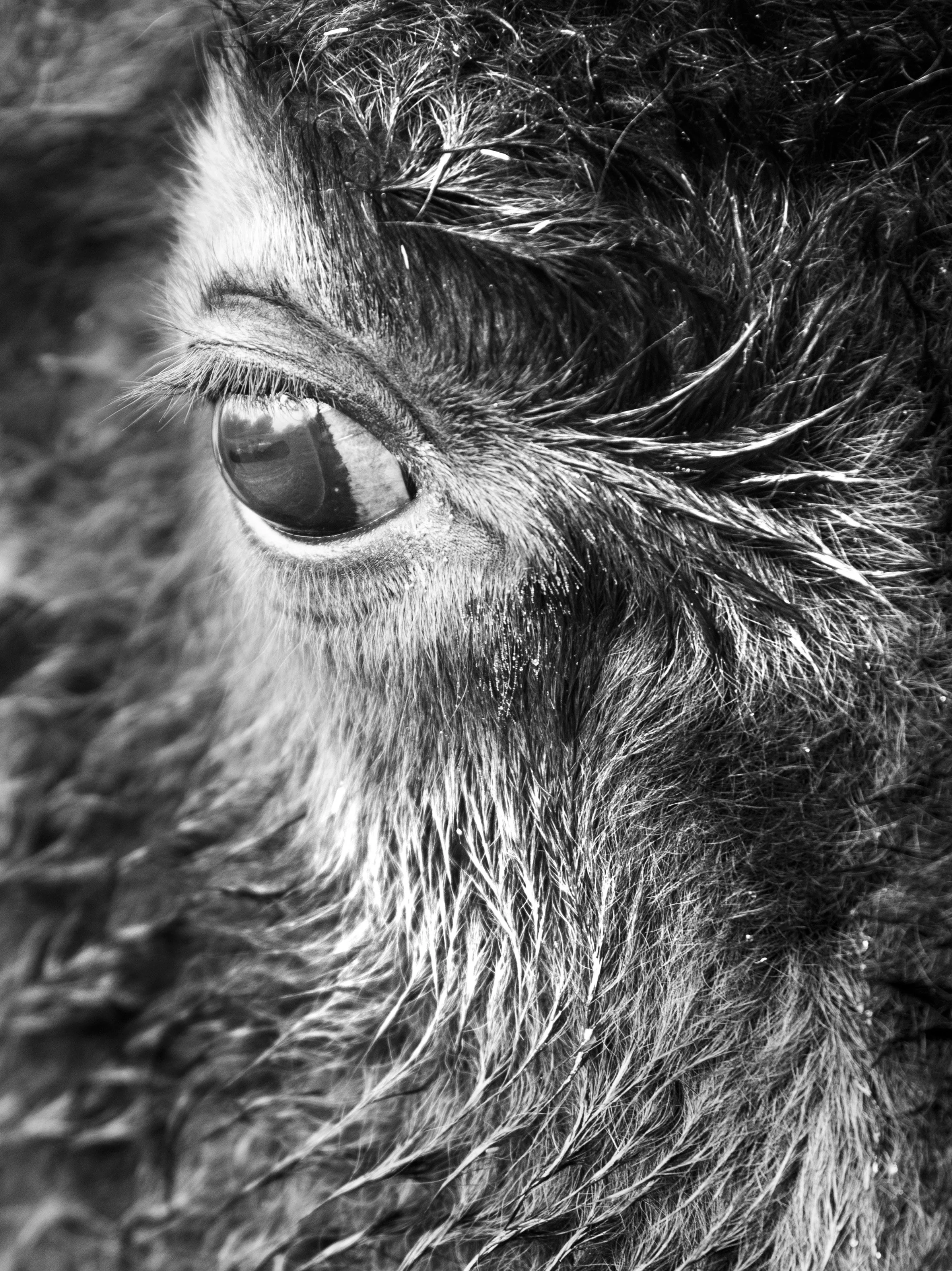 Close-up of a horse's eye and surrounding fur in black and white.