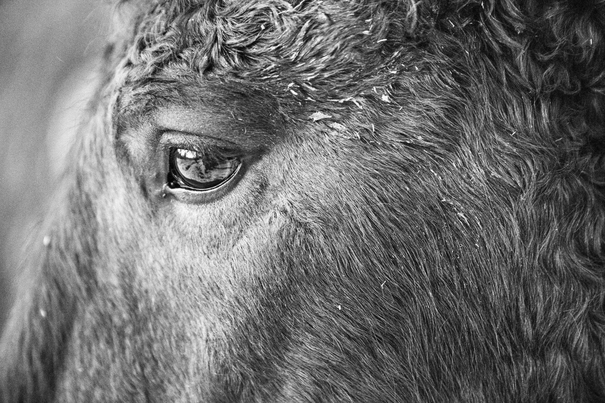Close-up of a horse's eye with textured coat, black and white photograph.