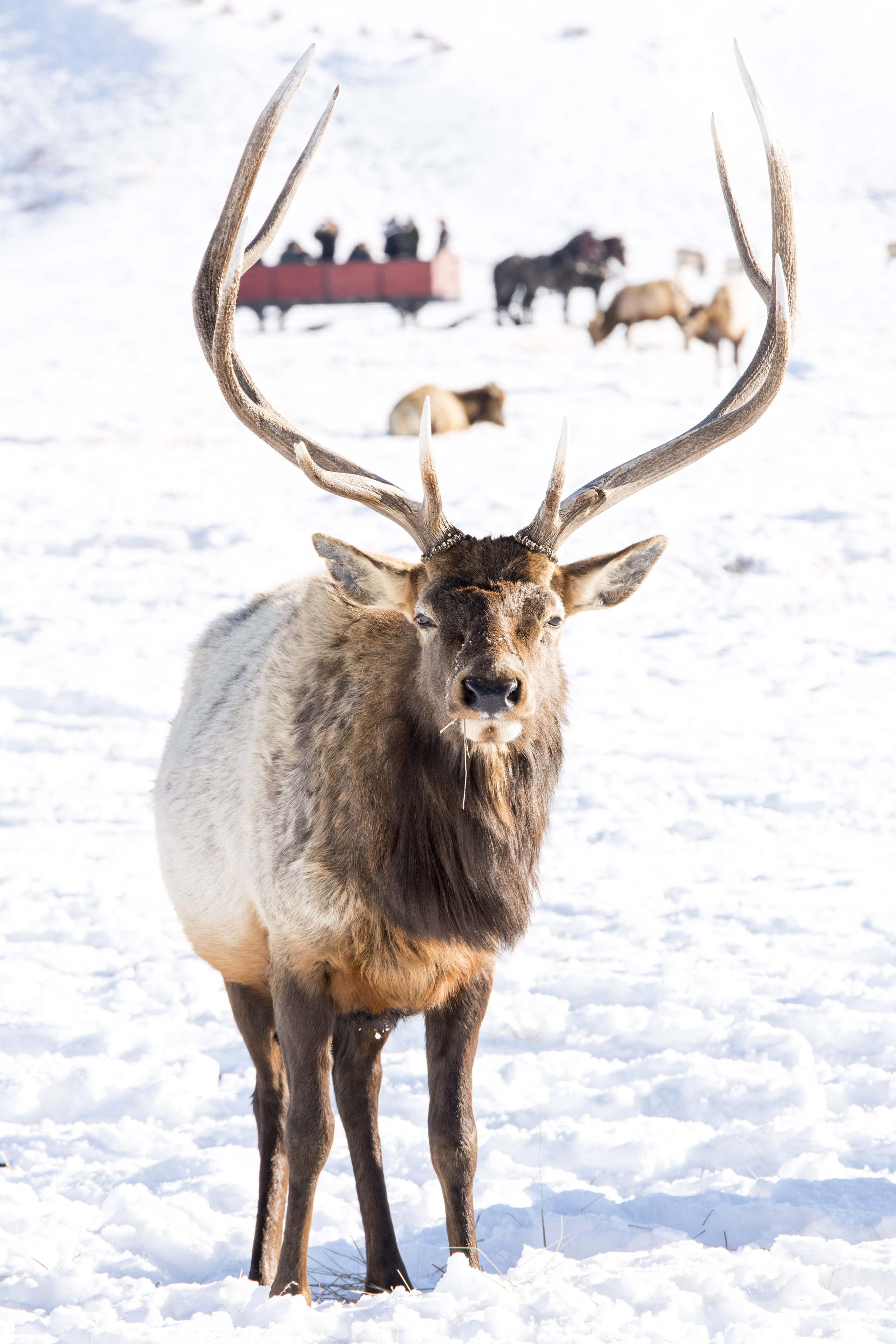 A large elk standing in a snowy field with a sleigh pulled by horses and people in the background.