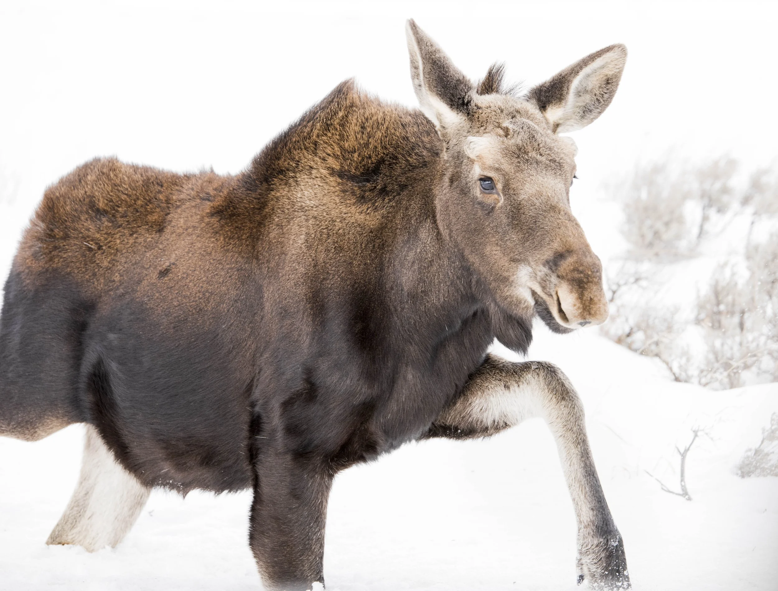 A moose walking on snow in a winter landscape.