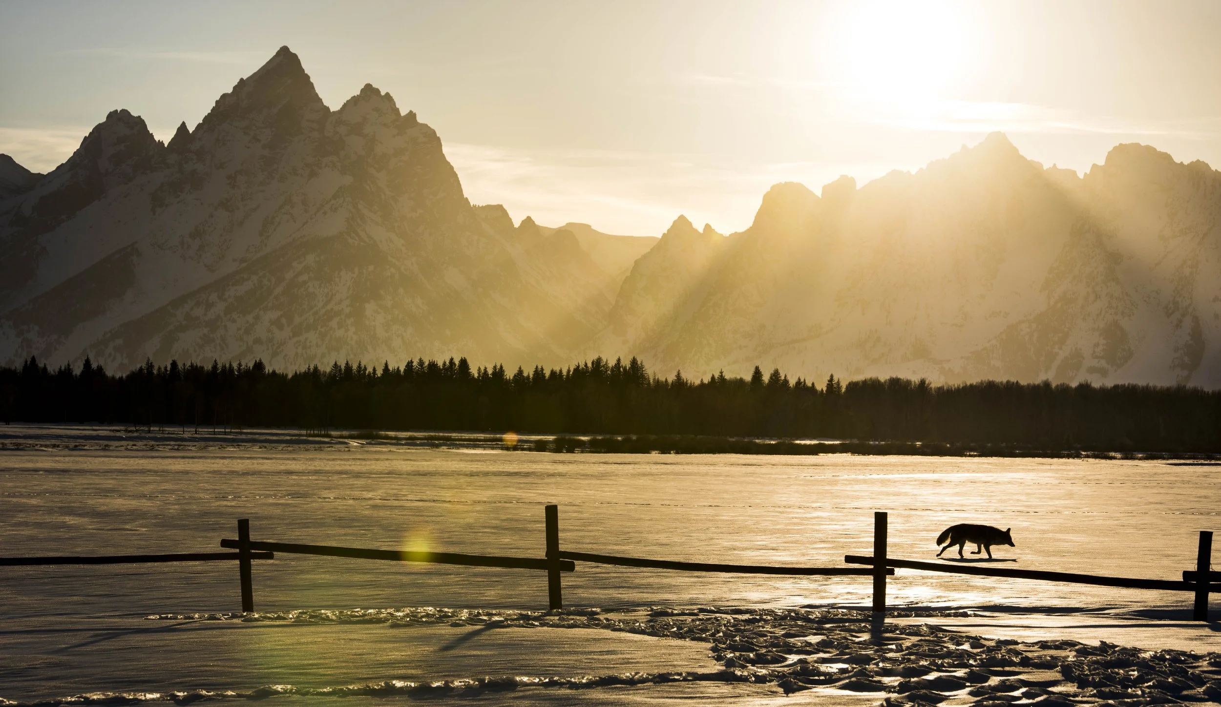 Silhouette of a dog on a snowy landscape with mountains and sunset in the background.
