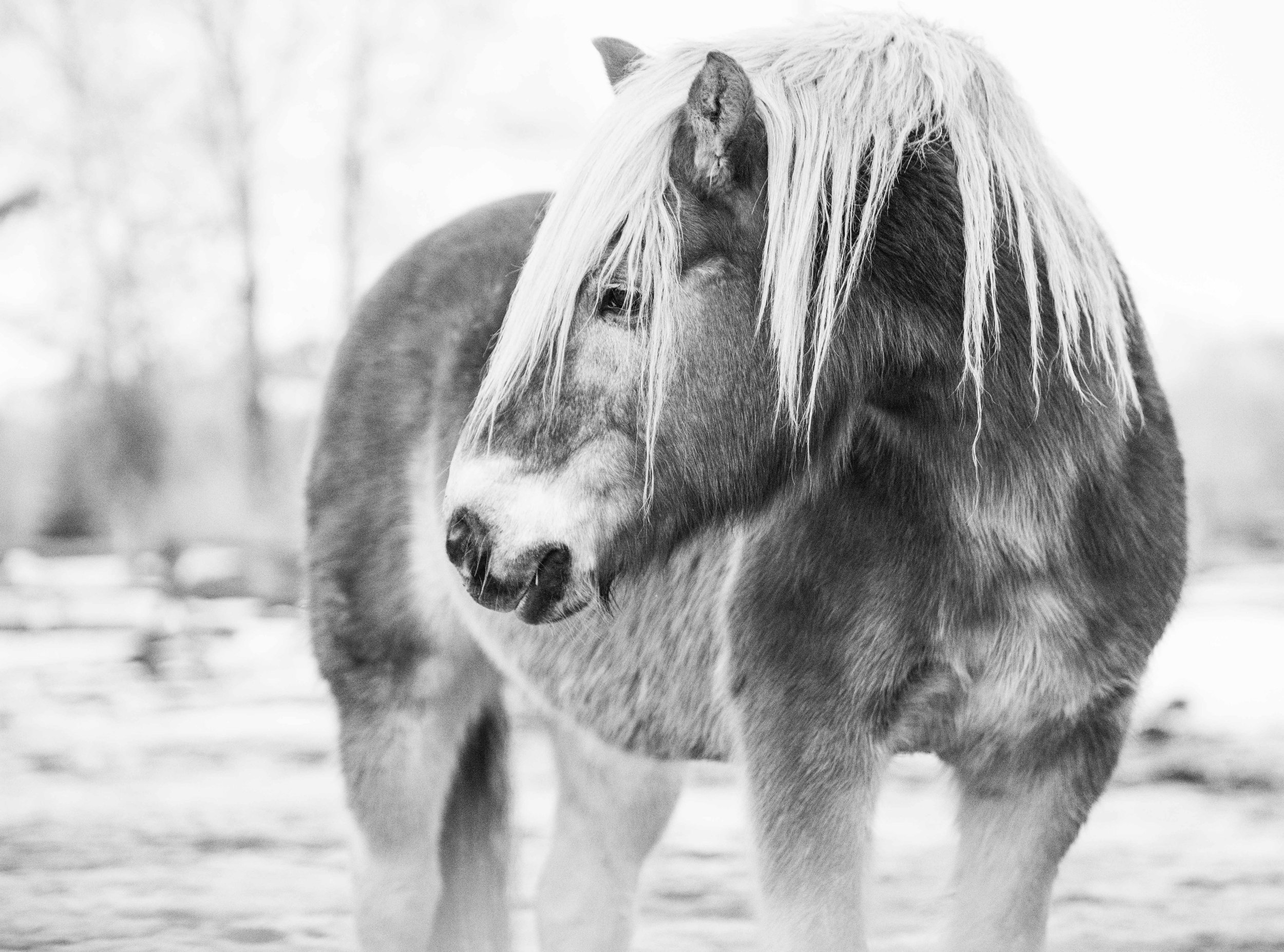 Black and white image of a horse with long mane standing outdoors.