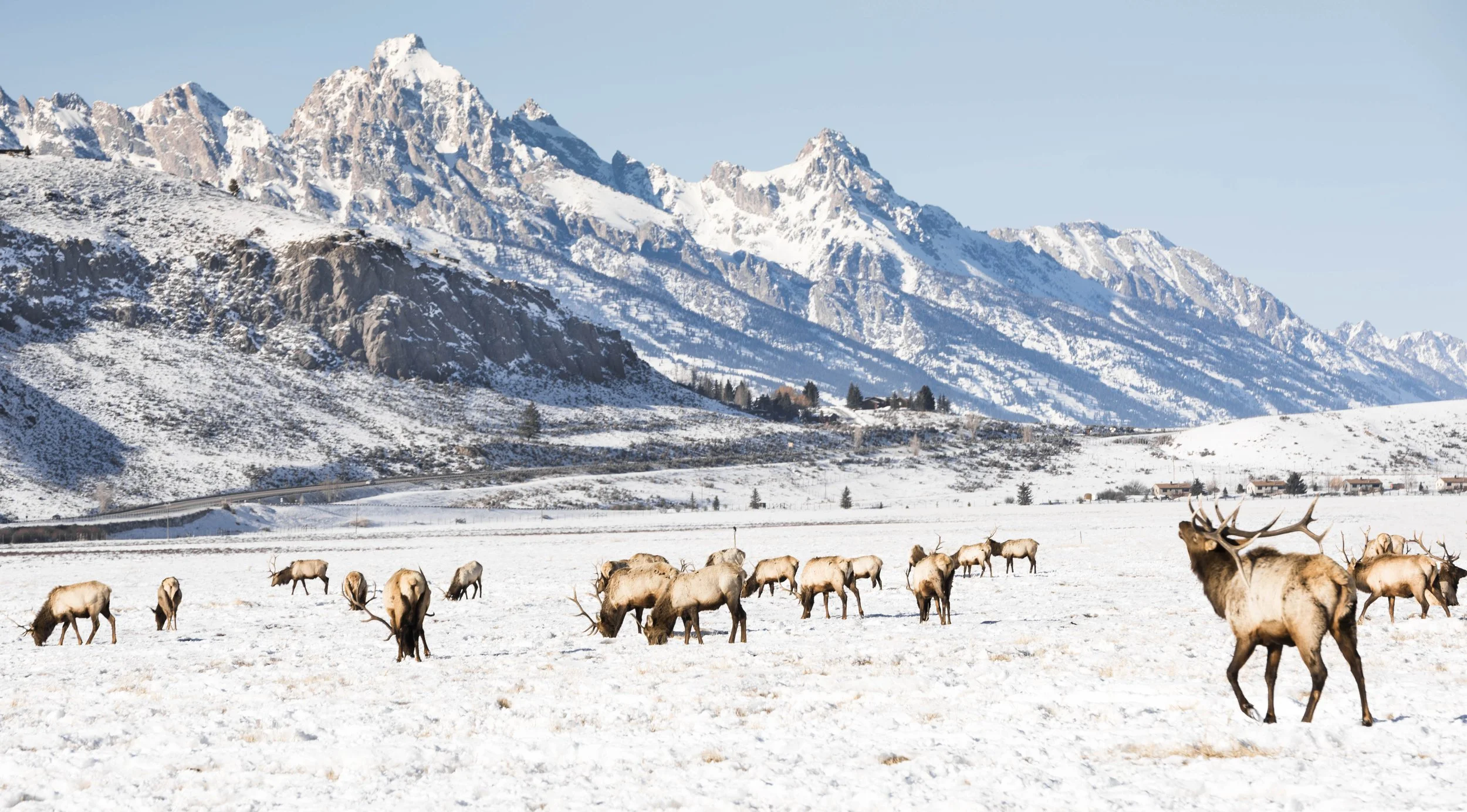 Herd of elk grazing in snowy field with mountain range in background