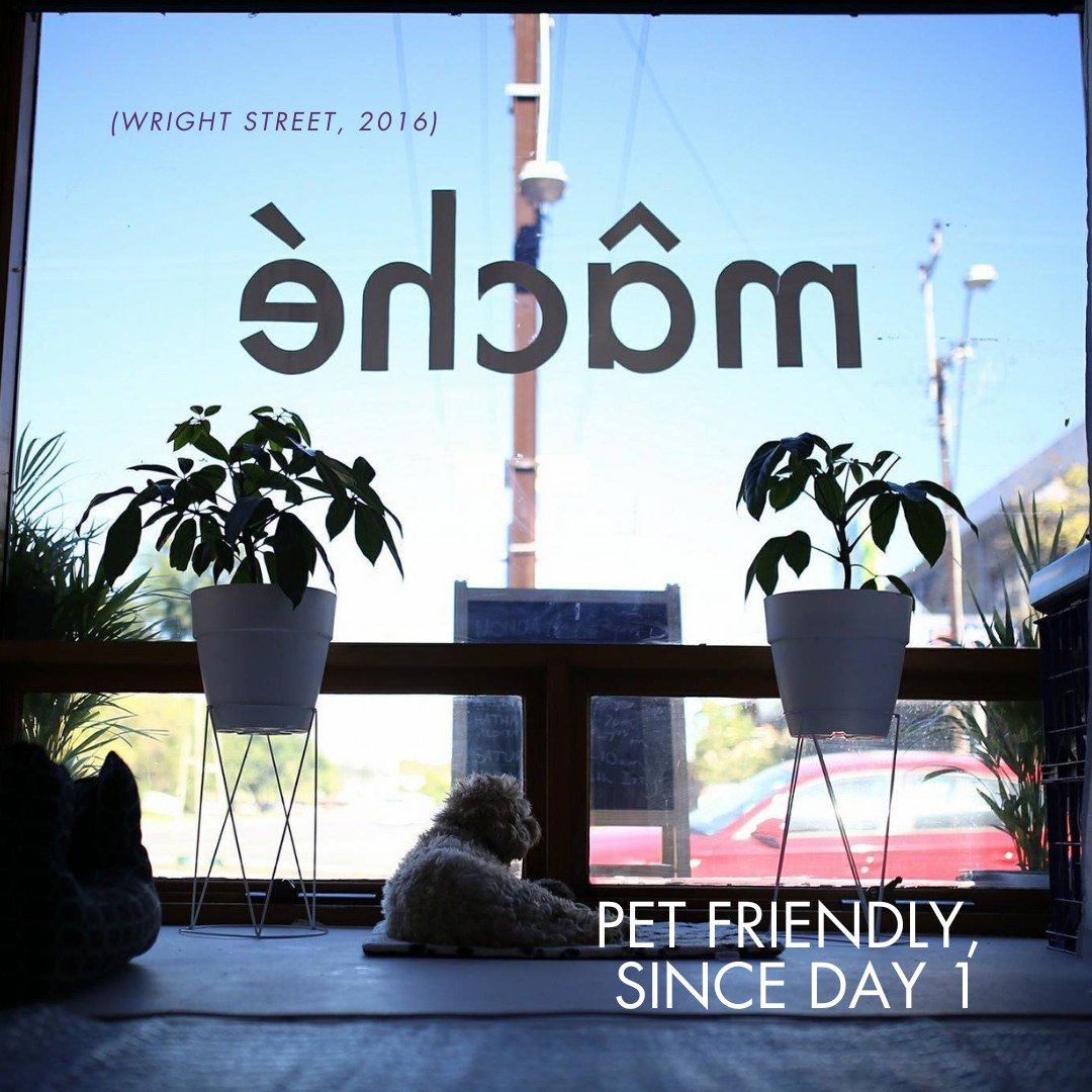 We've loved having 4 legged friends around since we opened our doors back in 2016. 🐕

10 years on and we have monthly walks, (for humans and non-humans alike), honorary office friends and an open door policy for well behaved pups. 

#machecoworking 