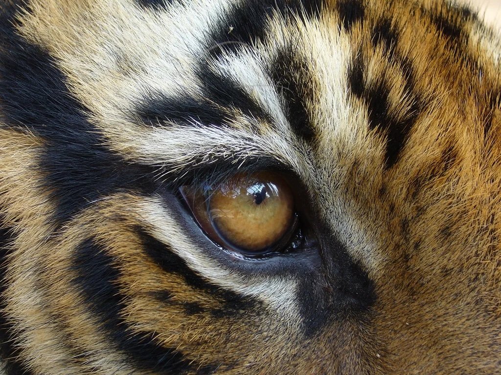 How privilege puts out the eye of the tiger - and what we can do about it