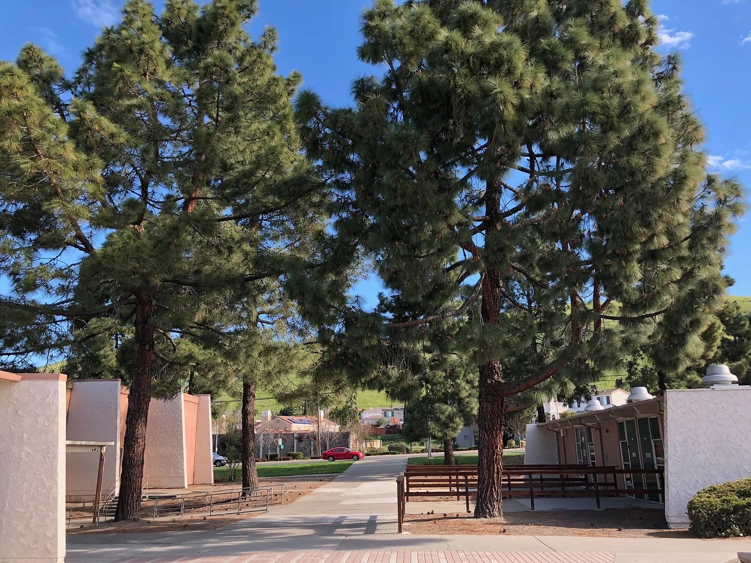 Fighting school shooters with the pinecone defense