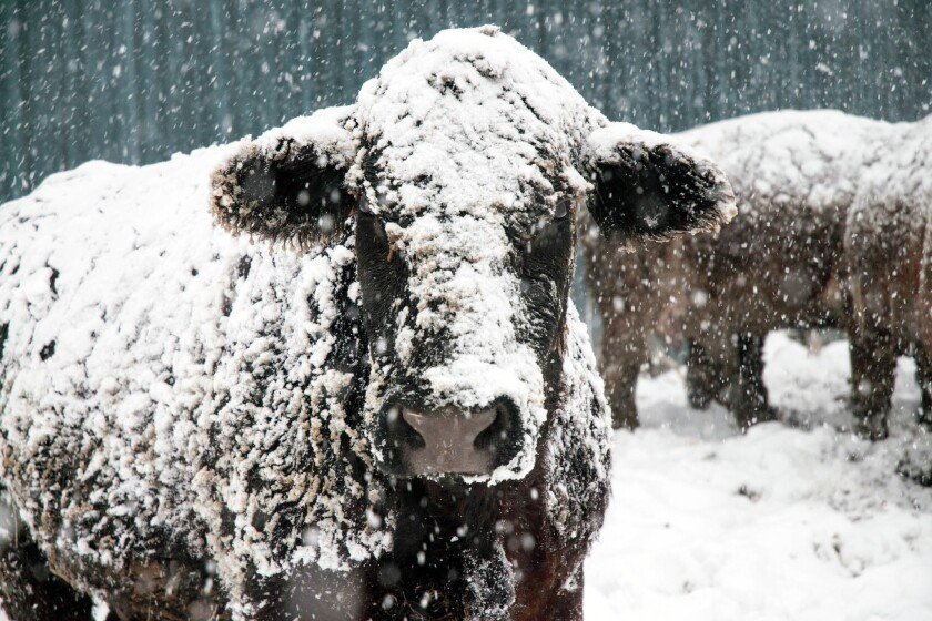 Cold Cows
