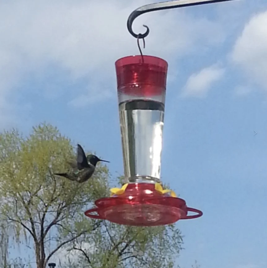 Who Will Feed My Hummingbirds? 