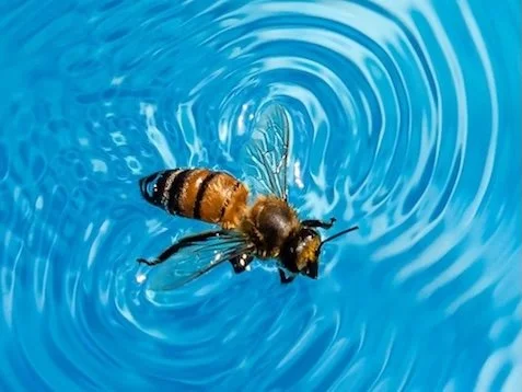 Rescuing a bee and other things that (maybe) matter