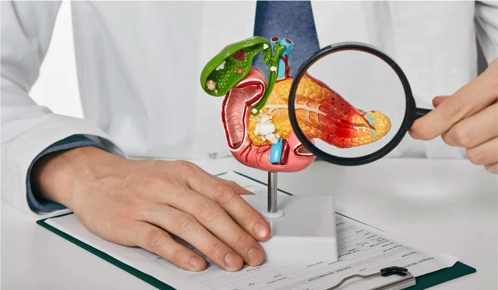 Medical professional holding a magnifying glass over a detailed anatomical model of the human digestive system, including the stomach and intestines, on a document.