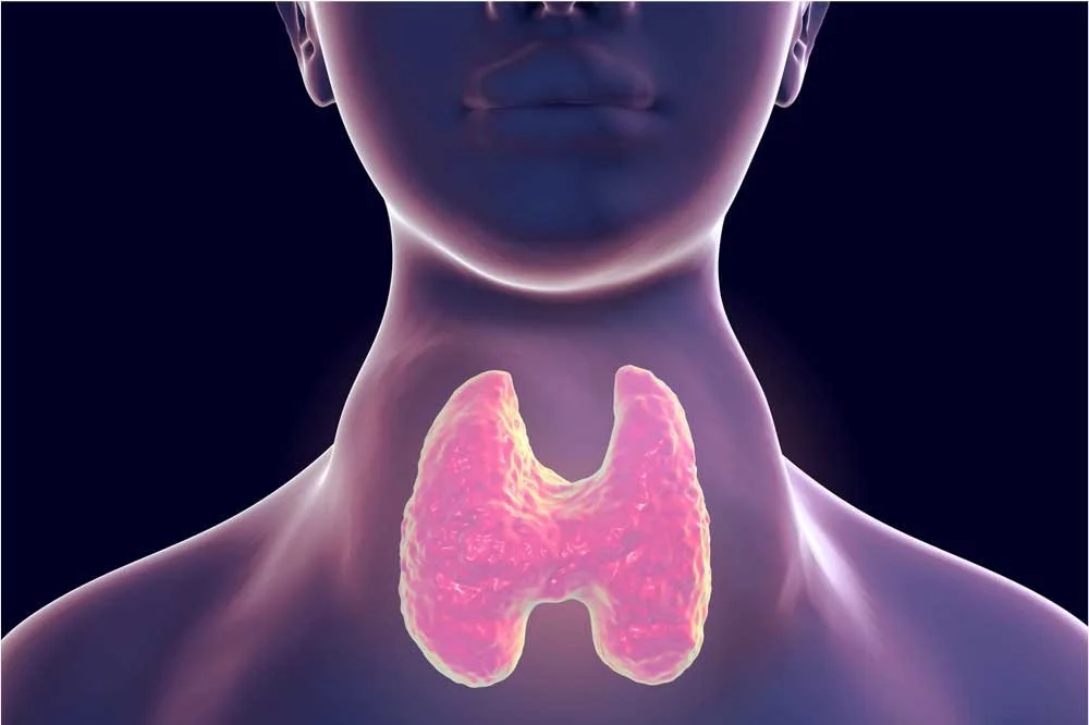 Digital illustration of a person with thyroid gland highlighted in pink on their neck.