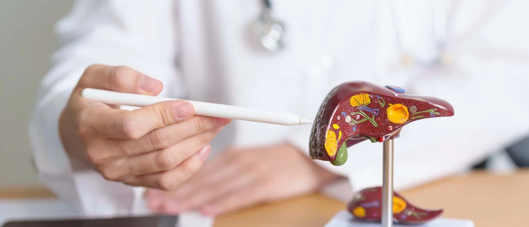 A medical professional points a white digital pen at a detailed human liver model.