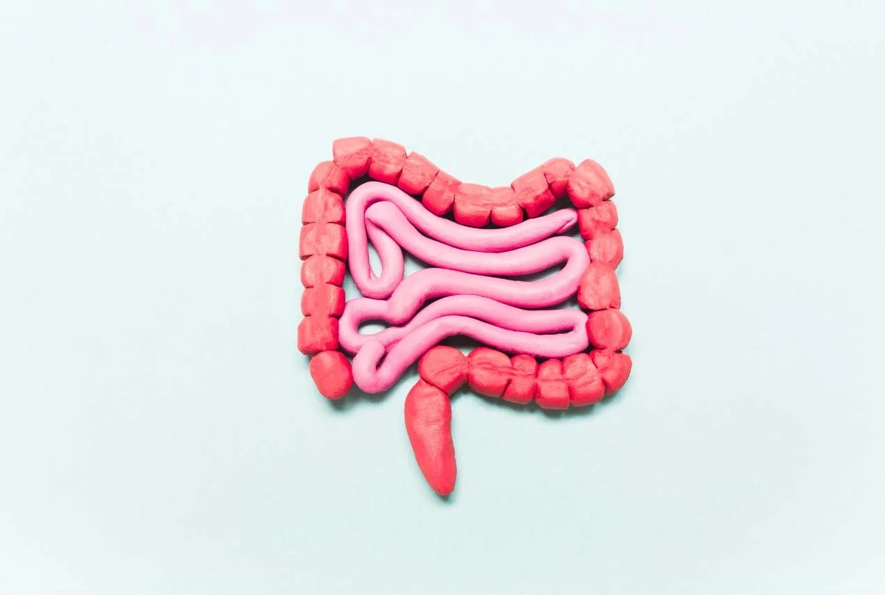 Model of human intestines made of pink and red clay on light blue background.