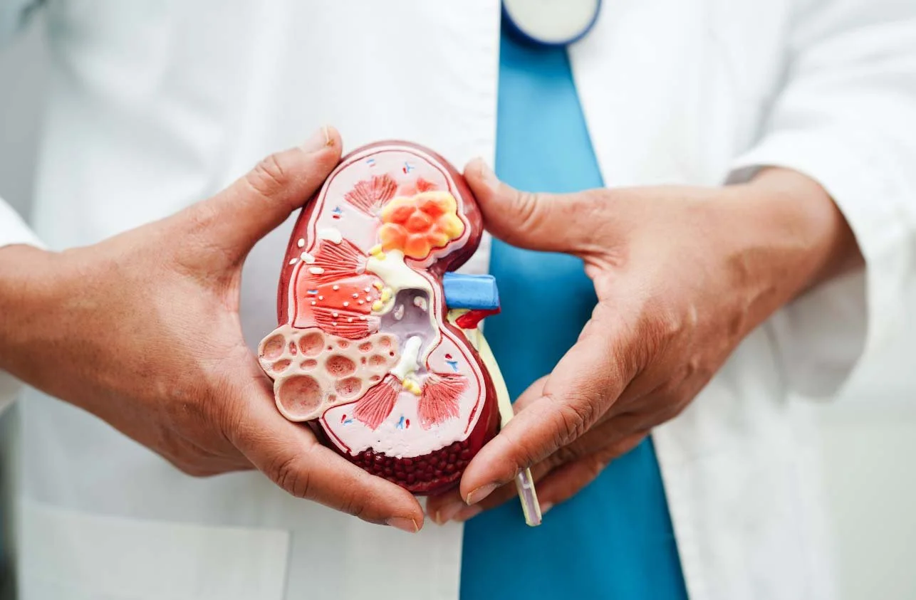 Medical model of a human kidney showing internal structures.